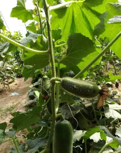 全国粮食银行平台:首个bfrdmc溯源基地(北京)生态产业园正式签约