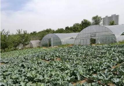 全国粮食银行平台:首个bfrdmc溯源基地(北京)生态产业园正式签约