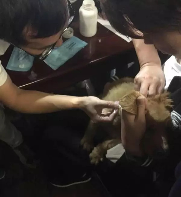 拉萨市犬只植入电子标识 为养犬集中整治保驾护航