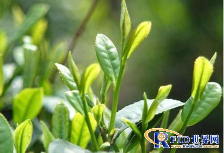 信阳首个茶叶溯源系统正式运行 为茶叶贴安全标签