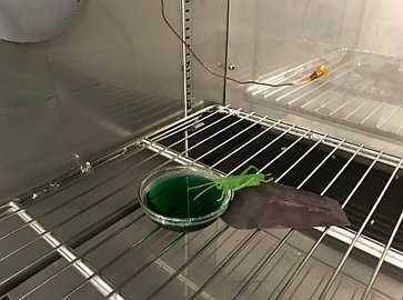国外研发能用来做5G基站的有机温度传感器