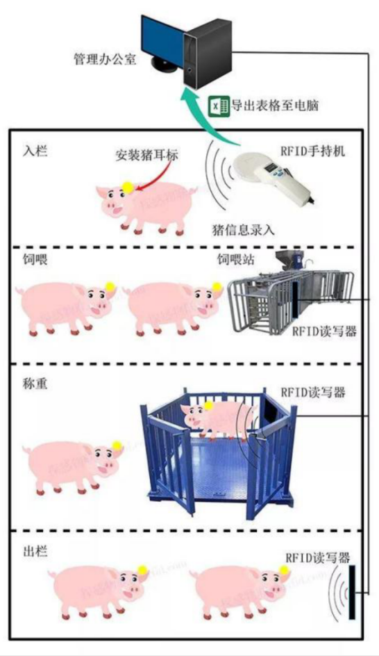 戴上这枚耳标，你就是一只有身份的猪- 0402 new1166.png